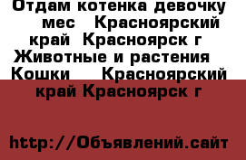 Отдам котенка девочку 4,5 мес - Красноярский край, Красноярск г. Животные и растения » Кошки   . Красноярский край,Красноярск г.